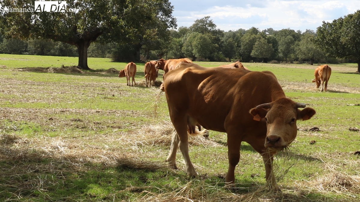 La Junta prorroga hasta el 31 de enero las medidas preventivas frente a la dermatosis nodular bovina