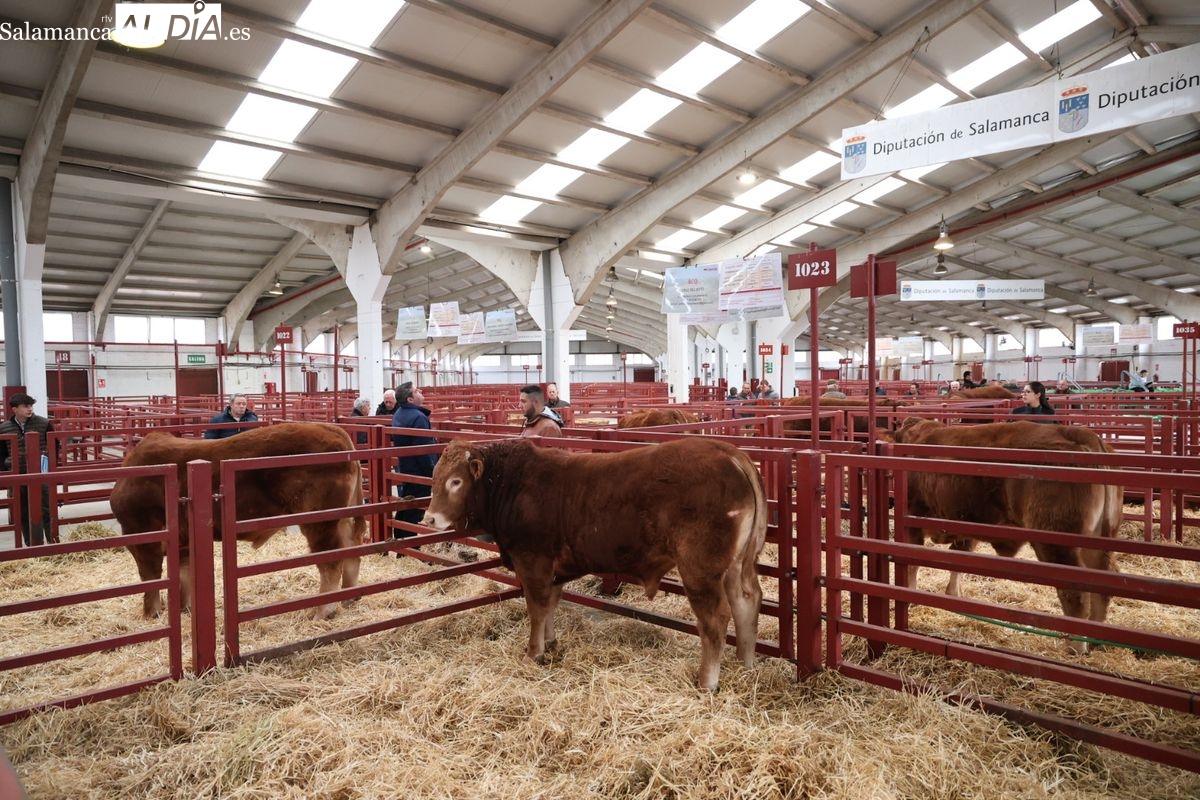FOTOS | Éxito de la subasta de limusín en Salamanca: vendidos los 19 sementales previstos