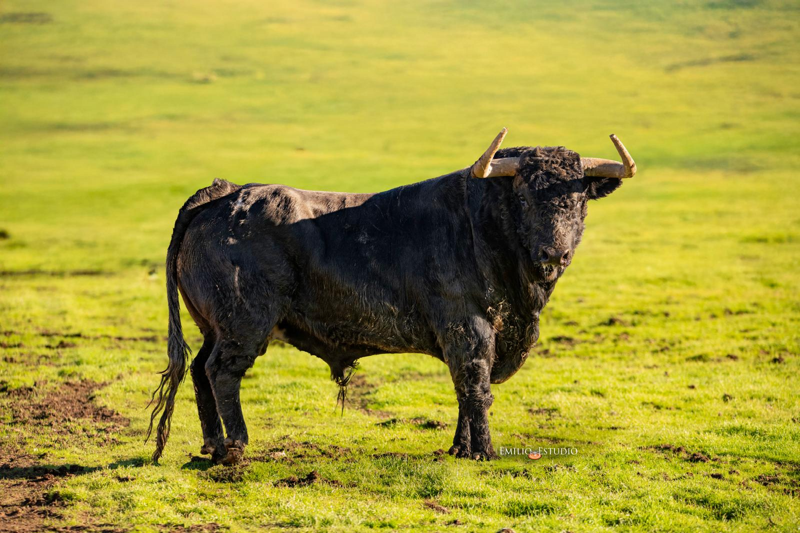 ‘Valenciano’ Toro del Antruejo 2026 convierte a Hermanos Sánchez Herrero en la primera ganadería con tres toros en este festejo