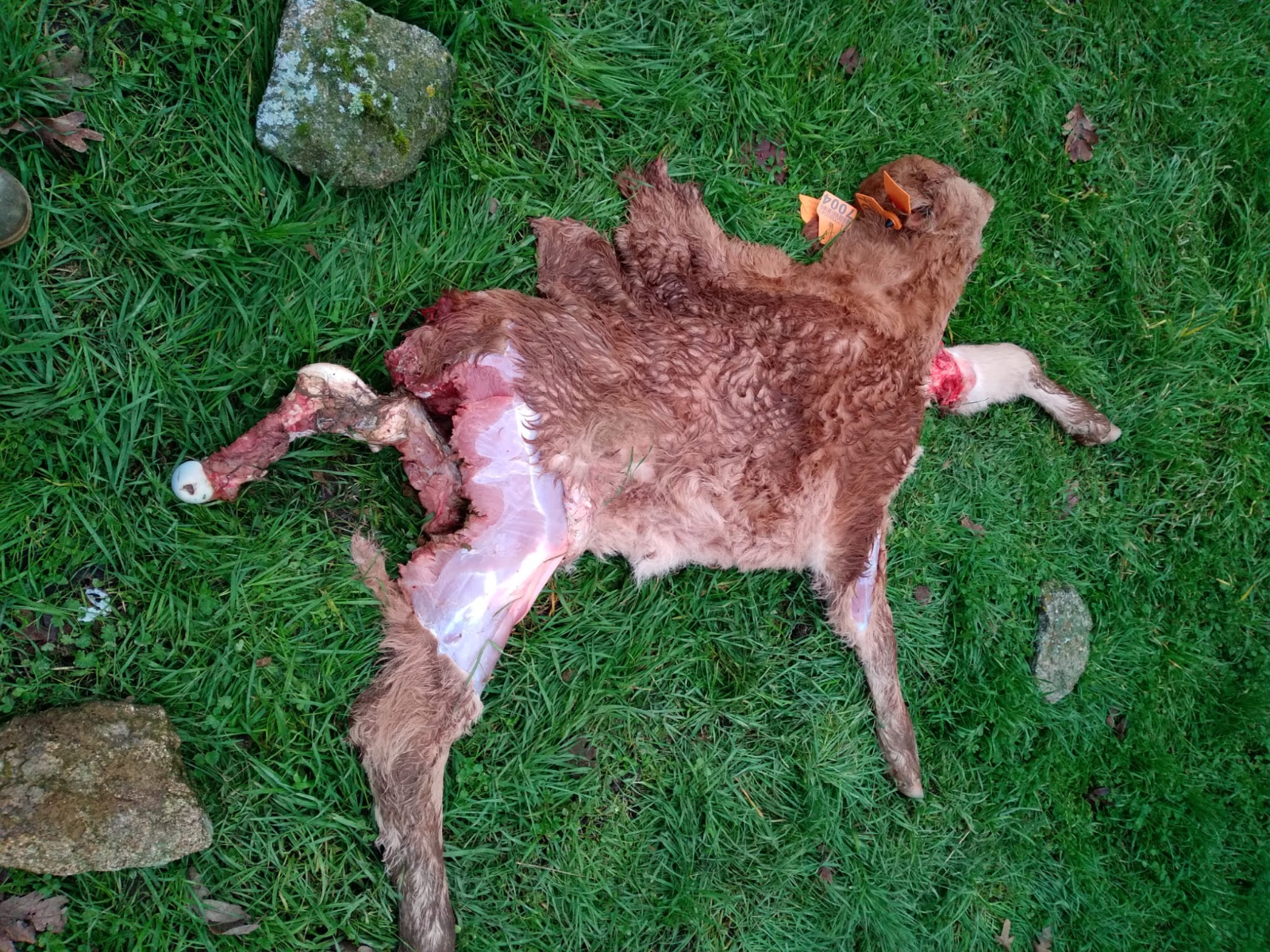 El lobo regresa a Peralejos de Abajo y mata una ternera de un mes
