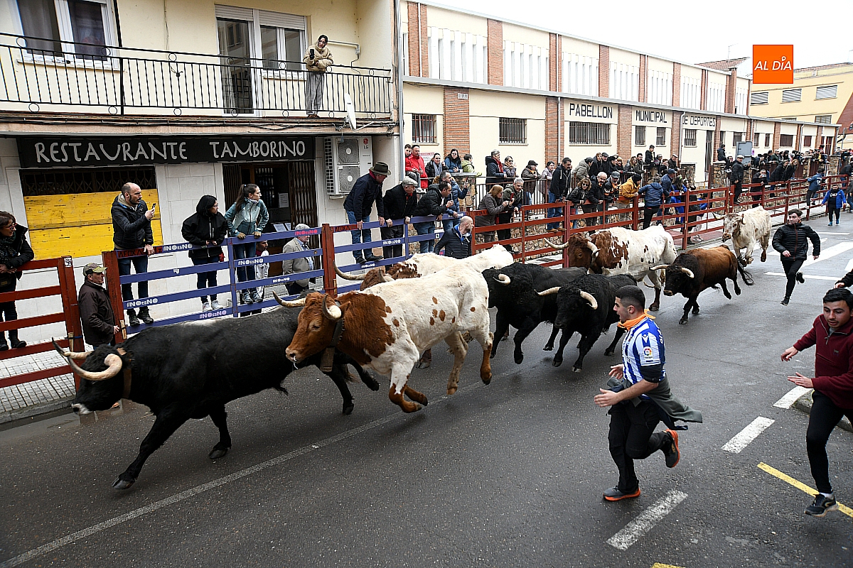Ciudad Rodrigo conocerá este viernes los toros de su Carnaval del Toro 2026