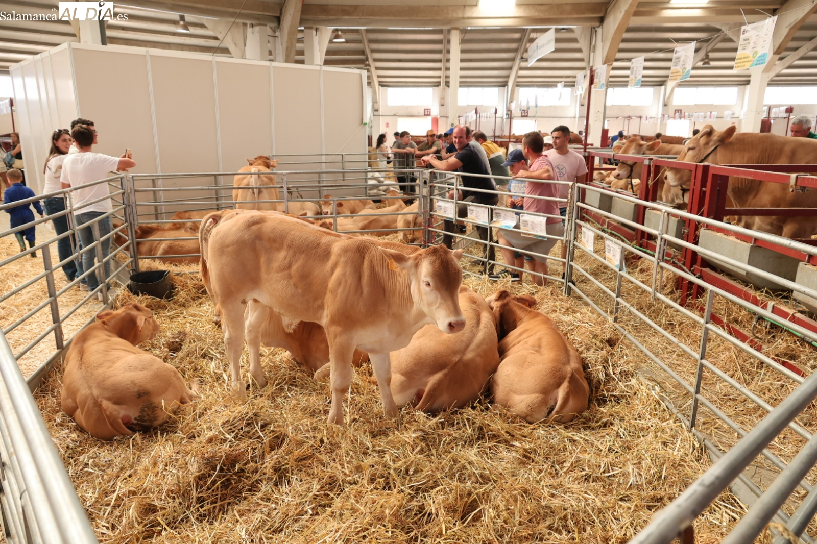 Salamaq 26 ya tiene fecha: la feria agropecuaria se celebrará del 3 al 7 de septiembre
