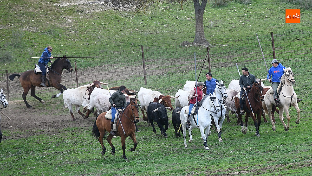 La Dermatosis Nodular reduce de momento a 14 días el encabestrado del Encierro a Caballo de Ciudad Rodrigo