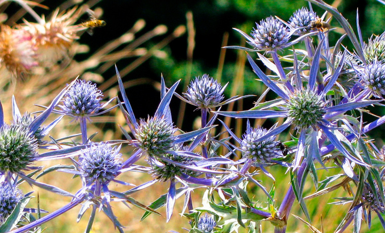 Científicos de Salamanca demuestran la eficacia del cardo azul para combatir enfermedades parasitarias letales