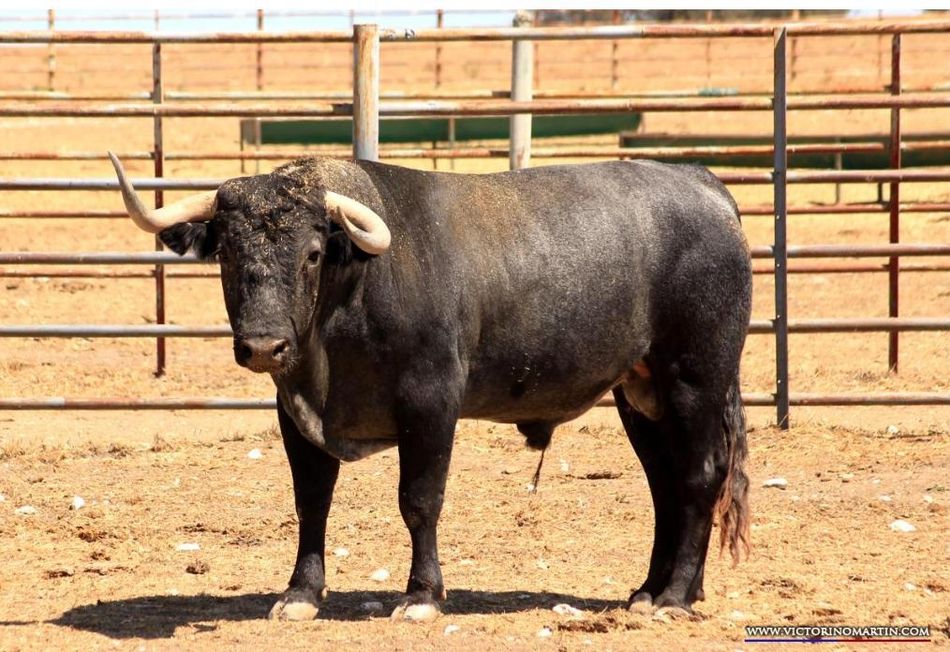 Seriedad de los ‘Victorinos’ y ‘Monteviejos’ para la corrida homenaje a Victorino Martín ...