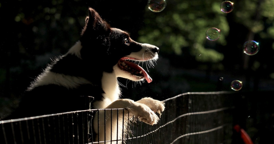 Parques para mascotas
