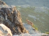 Foto 2 - La Sierra potencia la ruta senderista a la Peña de Francia