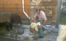 Foto 3 - Nuevo éxito de público en la Miniferia de la Motila del Asador Tino 