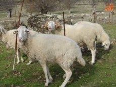 Foto 6 - Del encanto de la trashumancia, a la tradición mágica del pastoreo en Horcajo