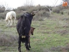 Foto 5 - Del encanto de la trashumancia, a la tradición mágica del pastoreo en Horcajo