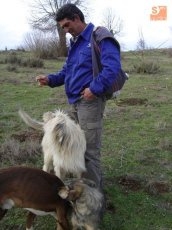Foto 3 - Del encanto de la trashumancia, a la tradición mágica del pastoreo en Horcajo