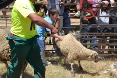 Foto 3 - La Feria de Ganado abre el último día de las fiestas