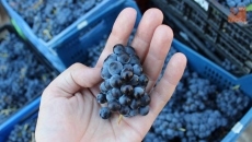 La DOP Sierra de Salamanca inicia su introducción en el mercado exterior y apuesta por la calidad