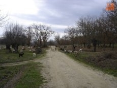 Del encanto de la trashumancia, a la tradici&oacute;n m&aacute;gica del pastoreo en Horcajo