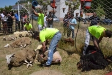 La Feria de Ganado abre el &uacute;ltimo d&iacute;a de las fiestas