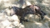 Foto 2 - El Seprona certifica la muerte del burro con signos de maltrato