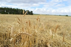 Foto 3 - Arranca una de las peores cosechas de cereal con las miras puestas en los seguros