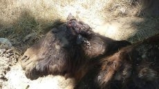 Foto 4 - El Seprona certifica la muerte del burro con signos de maltrato