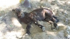 Foto 3 - El Seprona certifica la muerte del burro con signos de maltrato