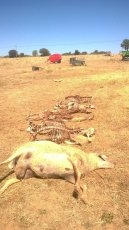Foto 5 - Denuncian la muerte de ocho ovejas y dos heridas en un ataque de buitres en Saucelle