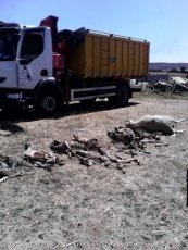 Foto 3 - Denuncian la muerte de ocho ovejas y dos heridas en un ataque de buitres en Saucelle