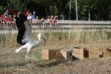 Foto 6 - Liberadas en el merendero de Tamames seis aves recuperadas en el Centro 'Las Dunas'