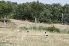 Foto 3 - Liberadas en el merendero de Tamames seis aves recuperadas en el Centro 'Las Dunas'