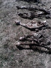 Denuncian la muerte de ocho ovejas y dos heridas en un ataque de buitres en Saucelle