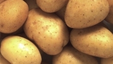 La campaña de la patata comienza con calma y precios en origen que no superan los 10 céntimos