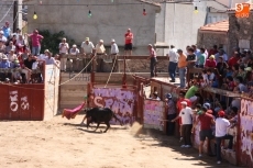 Foto 4 - Animado primer encierro de las Fiestas del Toro con novillos de Valrubio