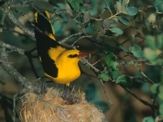 Turismo ornitológico: aires de libertad