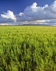 Estepas cerealistas, espacio y tiempo