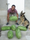 Foto 2 - Andrés José Calderón cultiva en Guadramiro sandías de hasta 20 kilos de peso