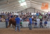 Foto 2 - 'Borbón' y 'Colmena', campeón y campeona del concurso de la raza limusina