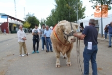 Foto 5 - Los ganaderos salmantinos reciben seis de los ocho grandes premios del concurso nacional de...