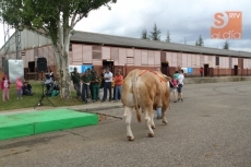 Foto 6 - La lluvia, protagonista durante la entrega de premios de la raza blonda de Aquitania