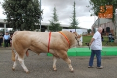 Foto 5 - La lluvia, protagonista durante la entrega de premios de la raza blonda de Aquitania