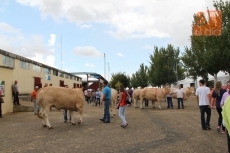 Foto 4 - La lluvia, protagonista durante la entrega de premios de la raza blonda de Aquitania