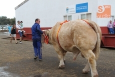 Foto 3 - La lluvia, protagonista durante la entrega de premios de la raza blonda de Aquitania