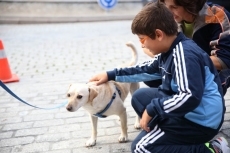 Foto 6 - Un paseo cívico para promover la adopción de perros abandonados