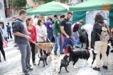Foto 5 - Un paseo cívico para promover la adopción de perros abandonados