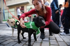 Foto 3 - Un paseo cívico para promover la adopción de perros abandonados