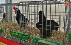 Foto 3 - Entre gallos, faisanes y otras 300 aves 