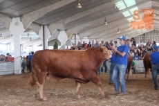 Foto 6 - 'Borbón' y 'Colmena', campeón y campeona del concurso de la raza limusina