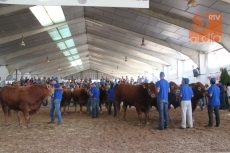 Foto 5 - 'Borbón' y 'Colmena', campeón y campeona del concurso de la raza limusina