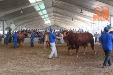 Foto 4 - 'Borbón' y 'Colmena', campeón y campeona del concurso de la raza limusina