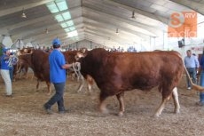 Foto 3 - 'Borbón' y 'Colmena', campeón y campeona del concurso de la raza limusina