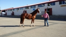 Yeguada Javier Bolao: cría de caballos pura raza destinados al deporte
