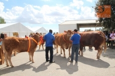 Homenaje a los mejores ejemplares del concurso de limusín