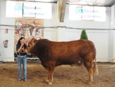Un toro limusín sale este martes a subasta a un precio de arranque de 6.000 euros
